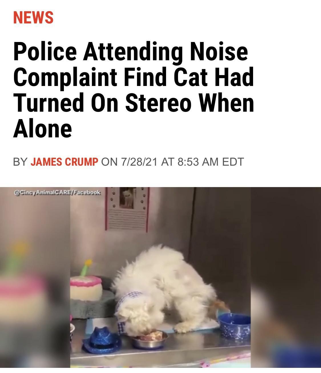 Police Attending Noise Complaint Find Cat Had Turned On Stereo When Alone BY JAMES CRUMP ON 72821 AT 853 AM EDT