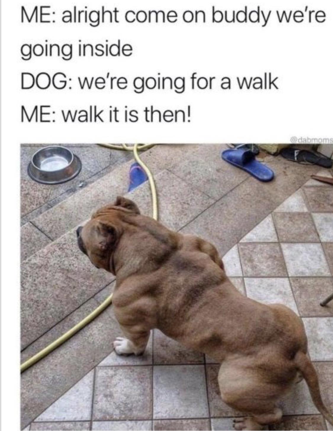 ME alright come on buddy were going inside DOG were going for a walk ME walk it is then