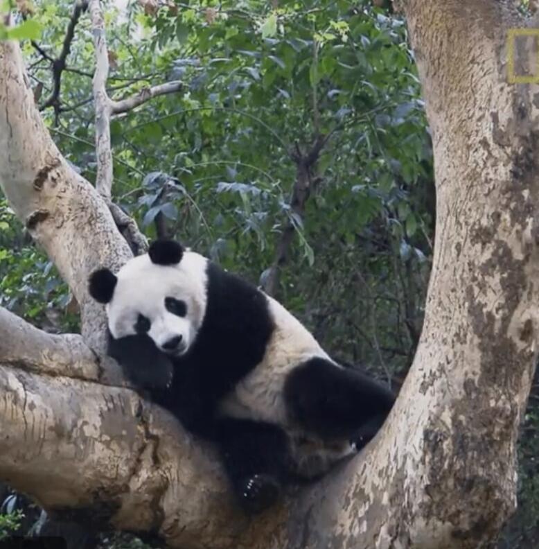 A panda bear resting on a tree branch.