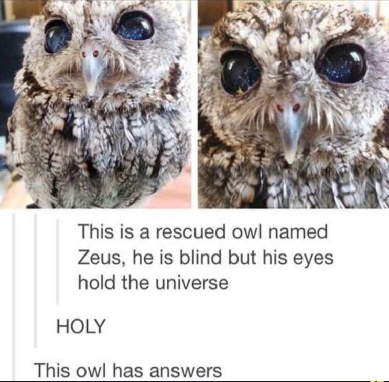 This is a rescued owl named Zeus he is blind but his eyes hold the universe HOLY This owl has answers