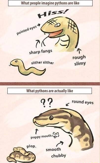 What people imagine pythons are like What pythons are actually like q round eyes