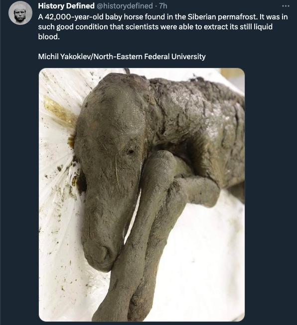 History Defined A42000 year old baby horse found in the Siberian permafrost It was in such good condition that scientists were able to extract it stil liquid blood istorydefined 7h Michil YakoklevNorth Eastem Federal University