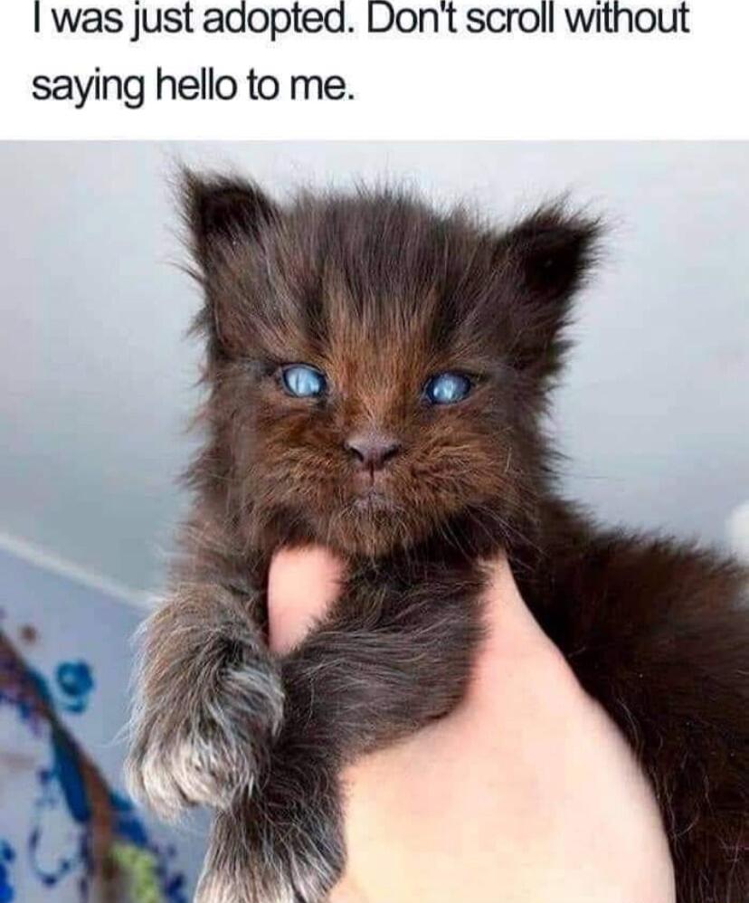 was Just adopted Dont scroll without saying hello to me