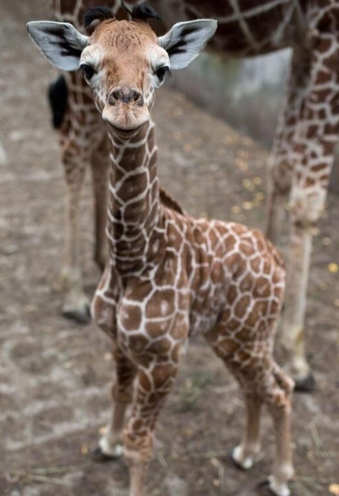 A young giraffe standing and looking at the camera.