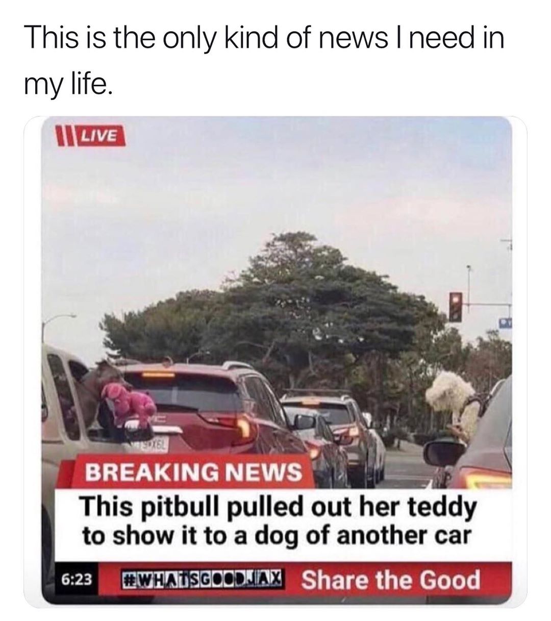 This is the only kind of news need in my life LM Ths pltbull pulled out her teddy to show it to a dog of another car CEERN WHA TisGooRA X