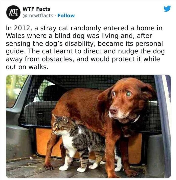 WTF Facts mrwtffacts Follow In 2012 a stray cat randomly entered a home in Wales where a blind dog was living and after sensing the dogs disability became its personal guide The cat learnt to direct and nudge the dog away from obstacles and would protect it while out on walks 836 PM Mar 10 2022 Q 34k oredpar