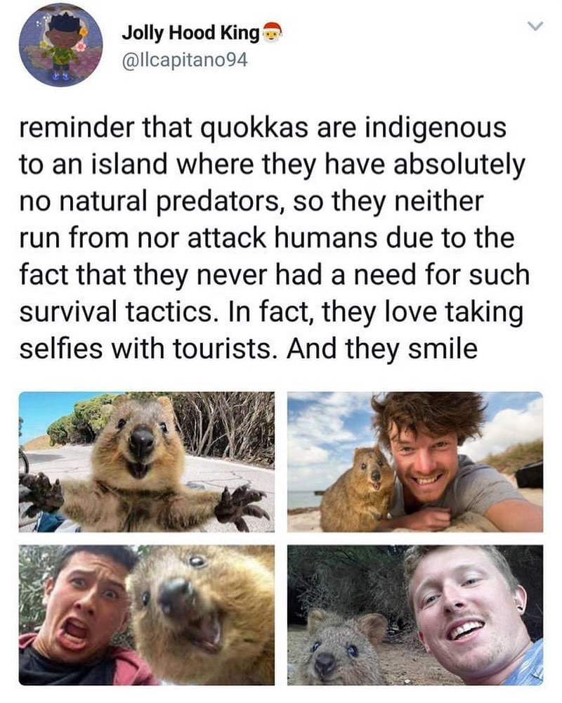 Jolly Hood King lIcapitano94 reminder that quokkas are indigenous to an island where they have absolutely no natural predators so they neither run from nor attack humans due to the fact that they never had a need for such survival tactics In fact they love taking selfies with tourists And they smile