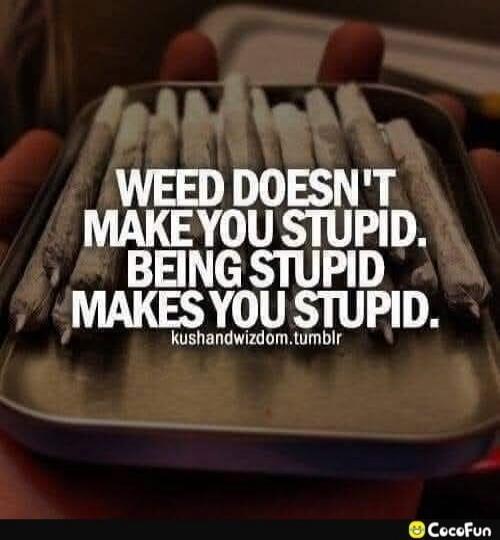 WEED DOESN'T MAKE YOU STUPID. BEING STUPID MAKES YOU STUPID.
