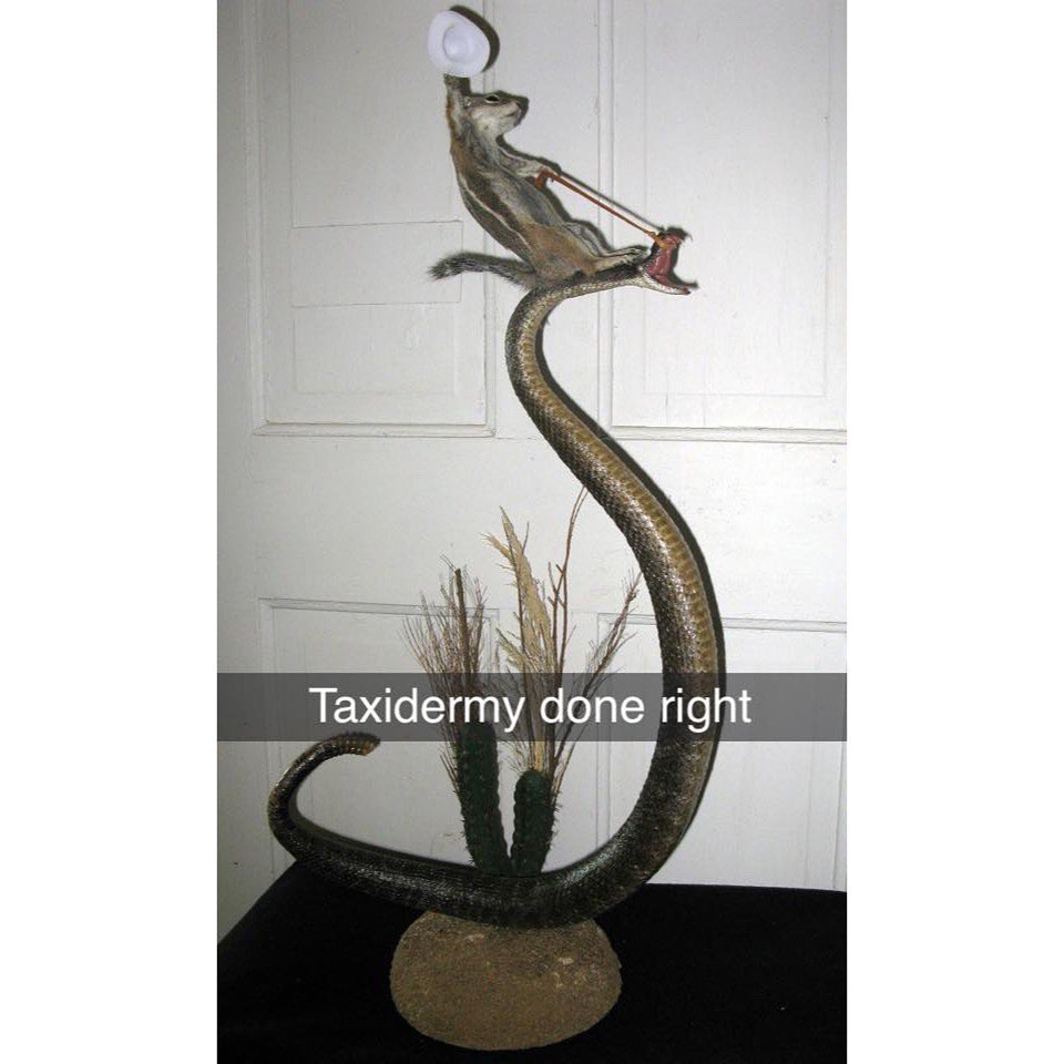 S 0 Taxidermy aoe right