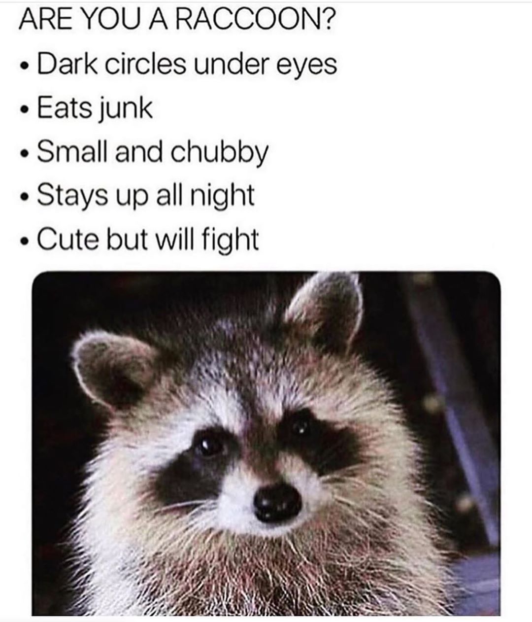 ARE YOU A RACCOON Dark circles under eyes Eats junk Small and chubby Stays up all night Cute but will fight