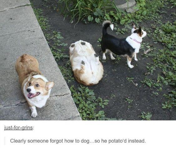someane forgot how to dogso he potatod instead