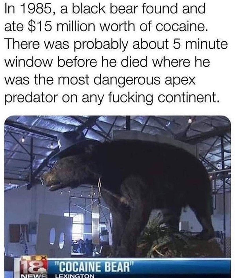 In 1985 a black bear found and ate 15 million worth of cocaine There was probably about 5 minute window before he died where he was the most dangerous apex predator on any fucking continent COCAINE BEAR NEWS LEXINGTON