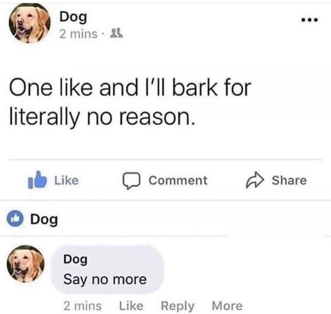 Dog Y 2mins 2 One like and Ill bark for literally no reason i Like Comment 4 Share Dog Say no more 2mins Like Reply More