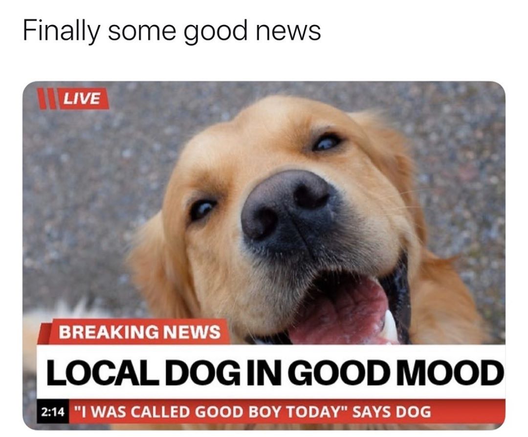 Finally some good news BREAKING NEWS LOCAL DOGIN GOOD MOOD 214 WAS CALLED GOOD BOY TODAY SAYS DOG