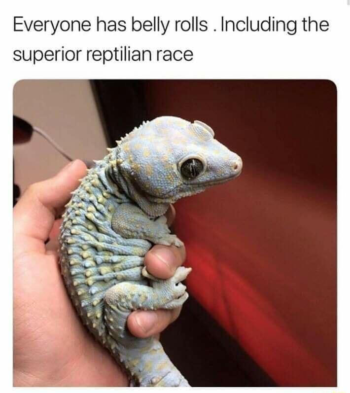 Everyone has belly rolls Including the superior reptilian race