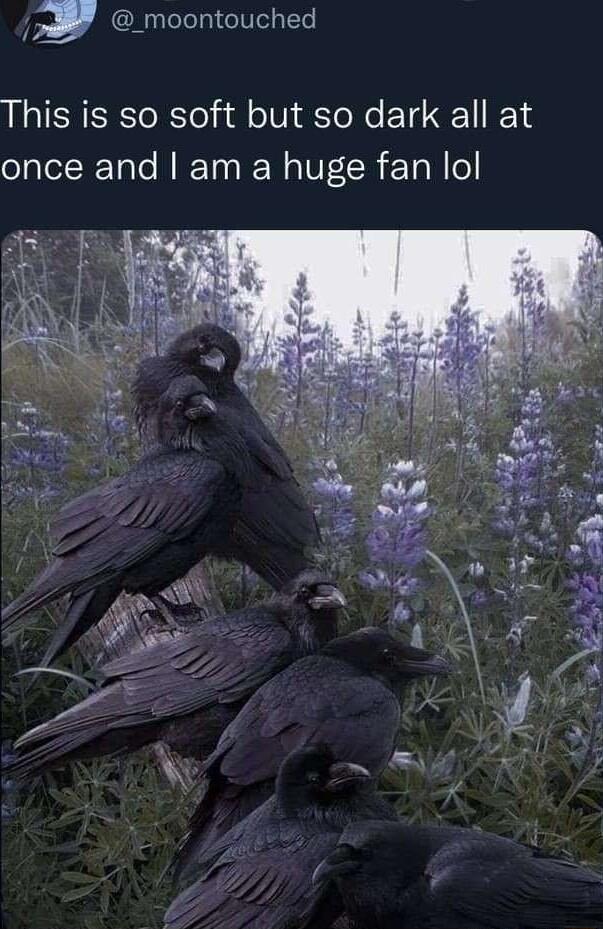 _moontouched This is so soft but so dark all at once and am a huge fan lol