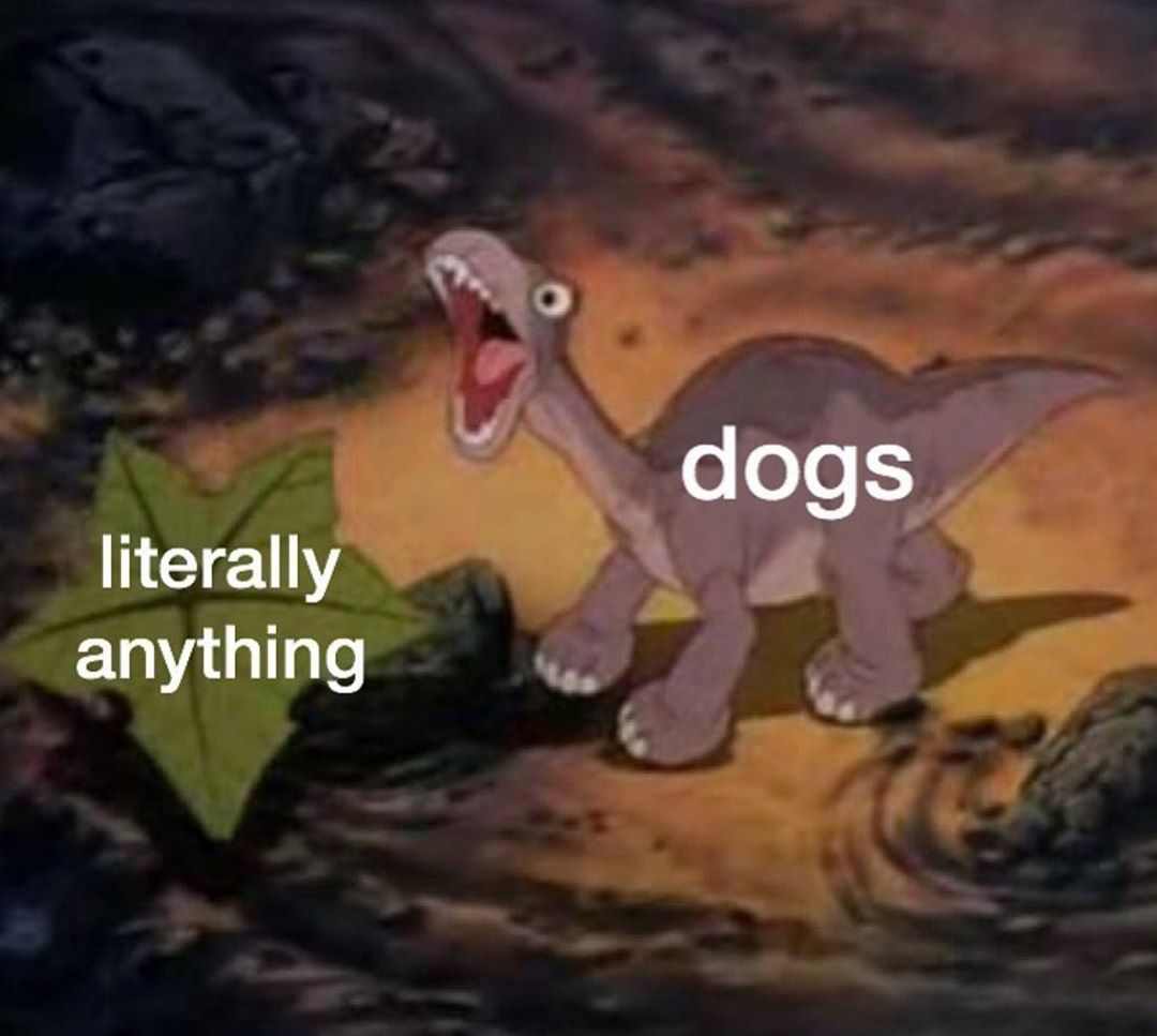 dogs NETEUY laaigllgle