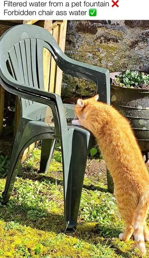 Filtered water from a pet fountain XX Forbidden chair ass water