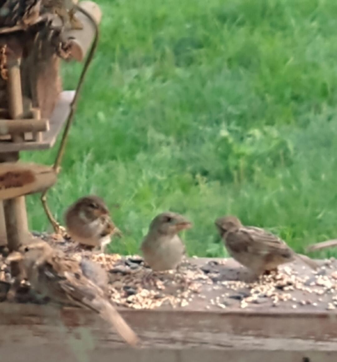 Several small birds perched near a bird feeder with scattered seeds on a wooden platform, with a green grassy background.