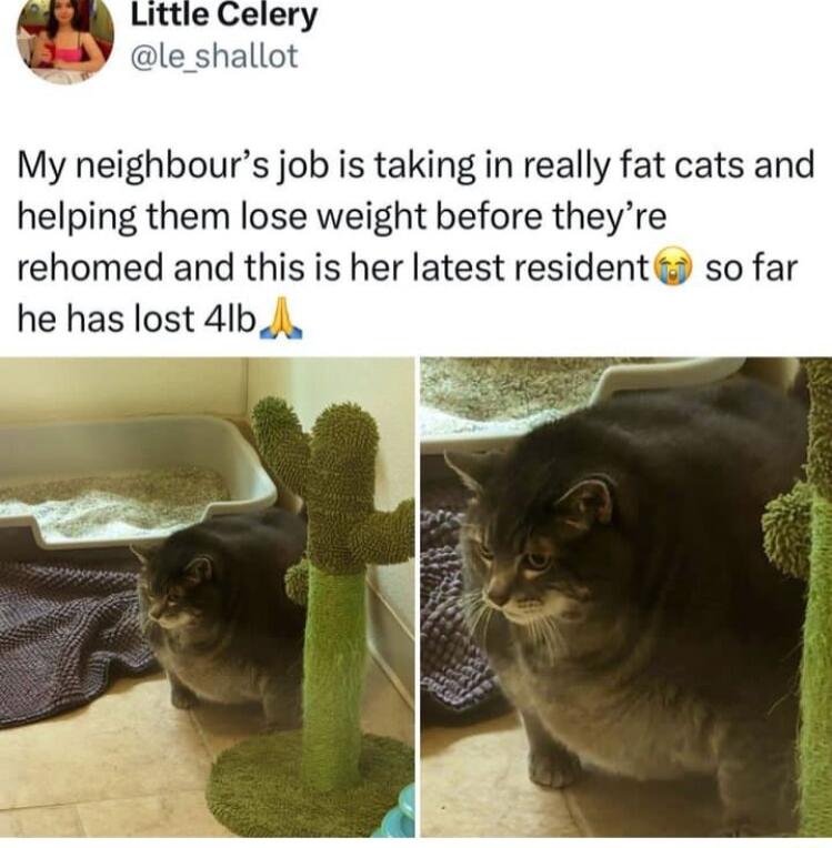 My neighbours job is taking in really fat cats and helping them lose weight before theyre rehomed and this is her latest resident so far he has lost 4lb Ji