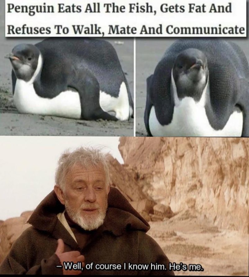 Penguin Eats All The Fish Gets Fat And Refuses To Walk Mate And Communicate Well of course know him Hesime
