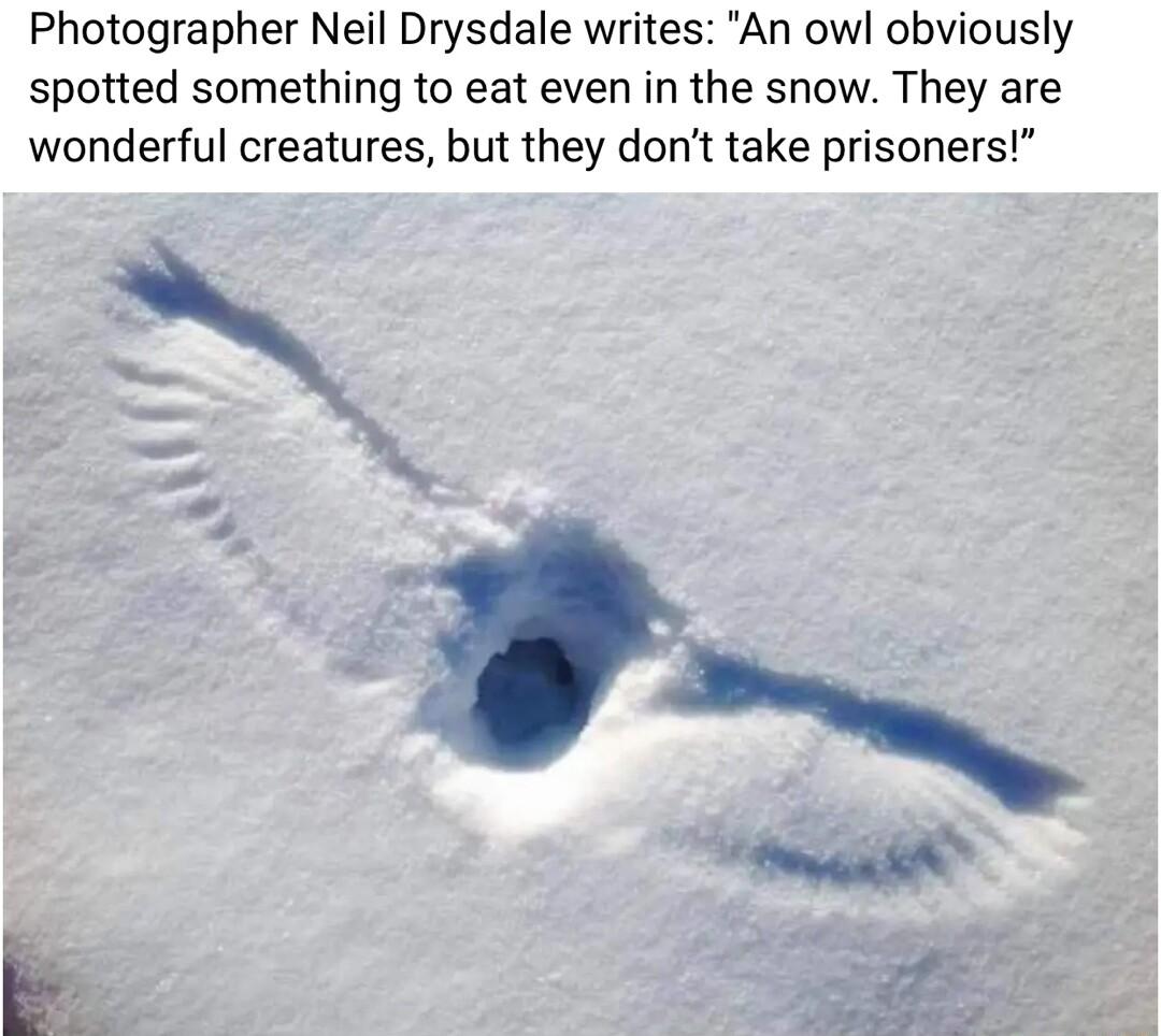 Photographer Neil Drysdale writes An owl obviously spotted something to eat even in the snow They are wonderful creatures but they dont take prisoners