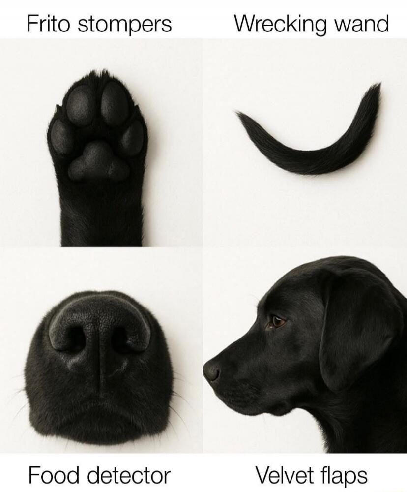 Frito stoppers
Wrecking wand
Food detector
Velvet flaps