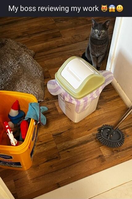 My boss reviewing my work 😺😭😬