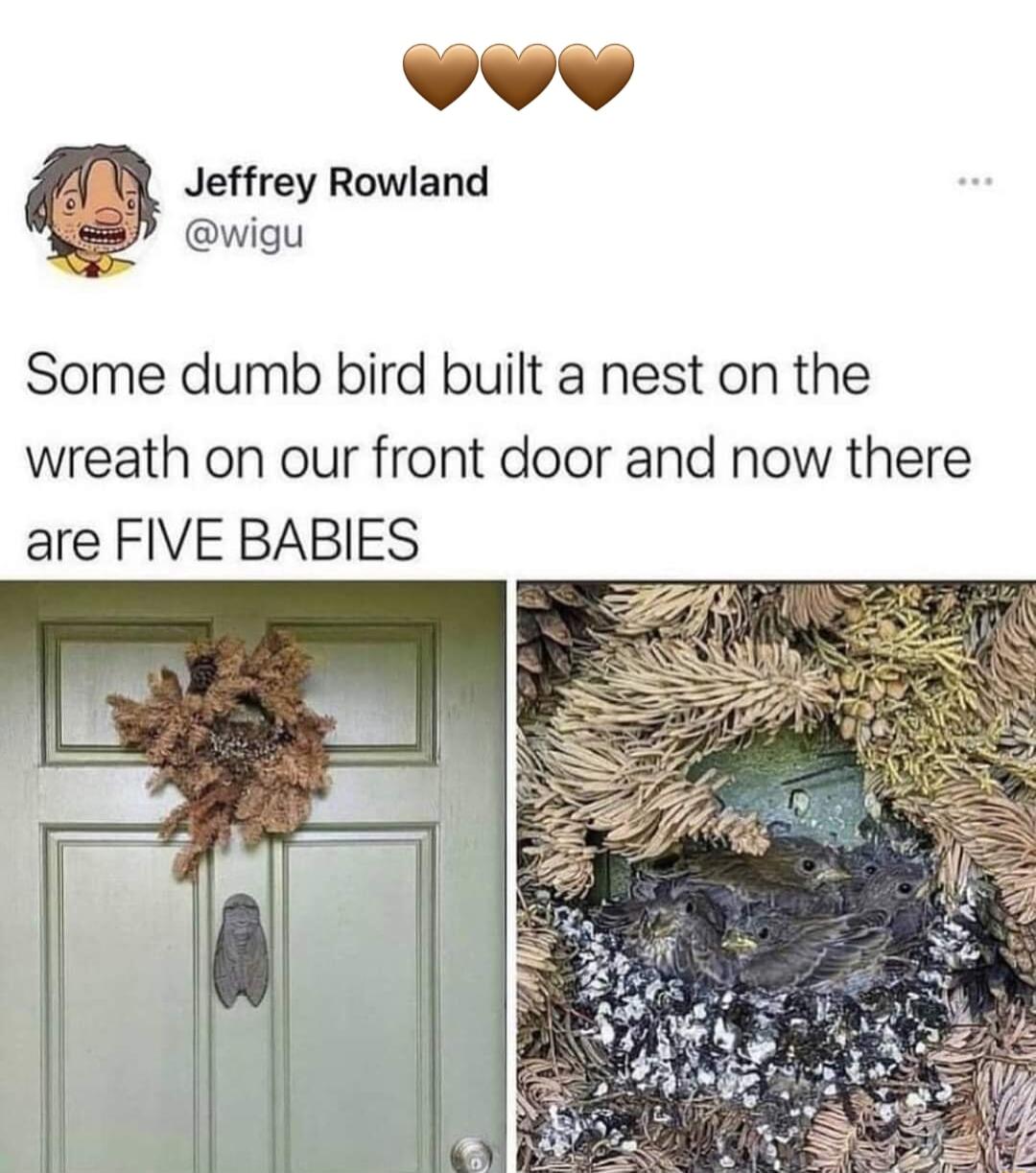 A4 44 Jeffrey Rowland wigu Some dumb bird built a nest on the wreath on our front door and now there are FIVE BABIES