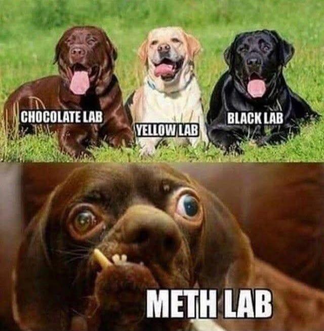 CHOCOLATE LAB
YELLOW LAB
BLACK LAB
METH LAB