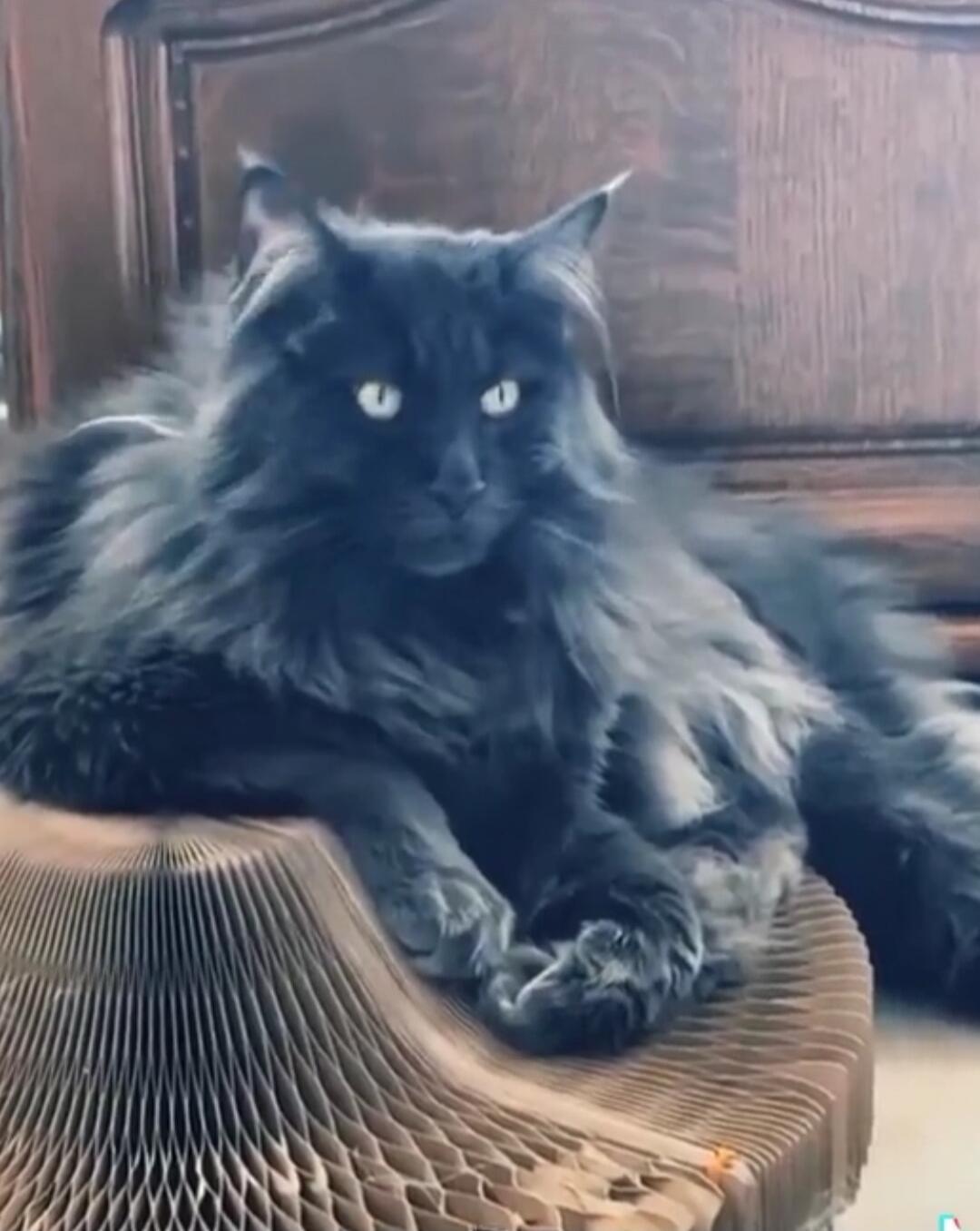 Fluffy black cat lounging on a surface.