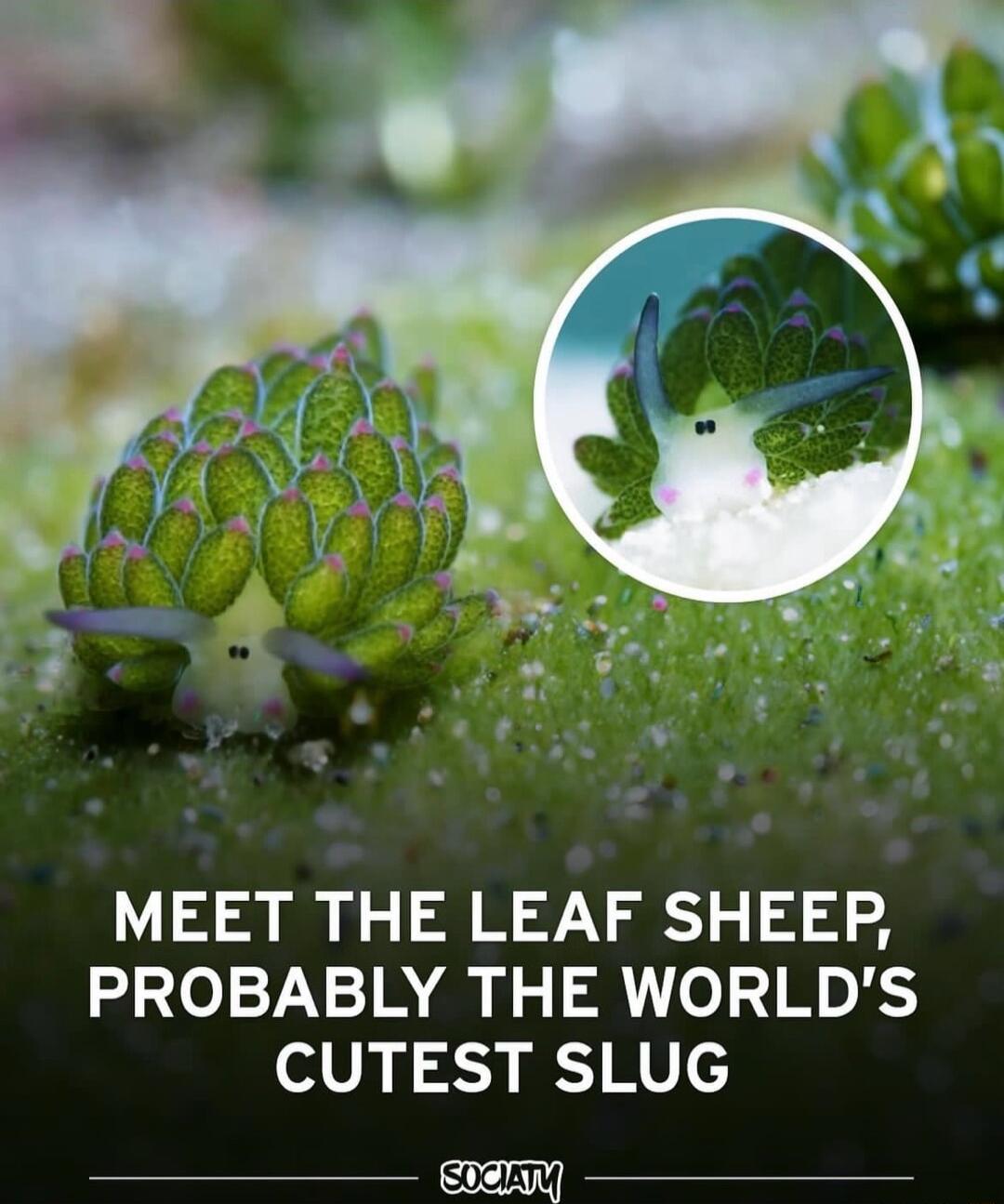 MEET THE LEAF SHEEP PROBABLY THE WORLDS oV J 23 1MV socavl