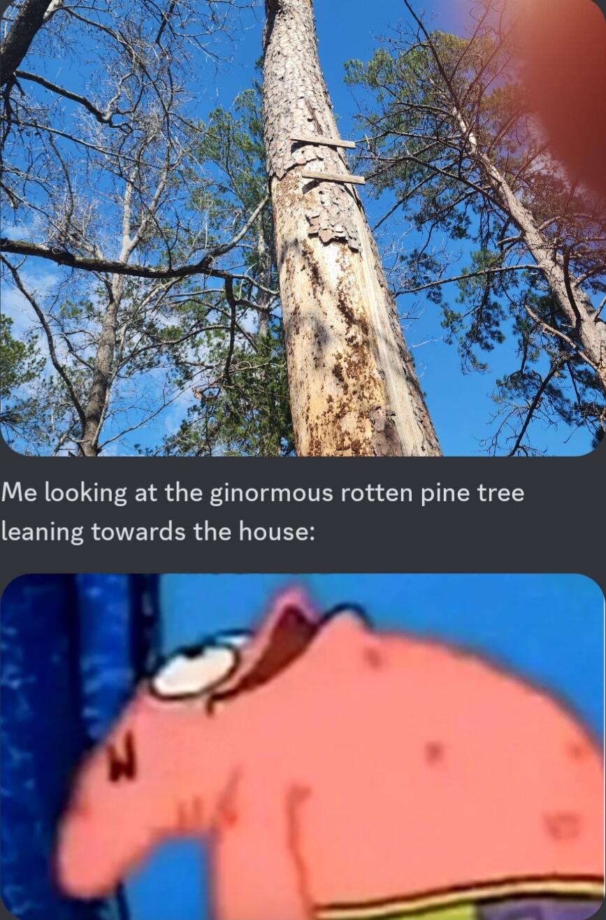 Me looking at the ginormous rotten pine tree CEDI R TITETS ER Y ITEEY 4