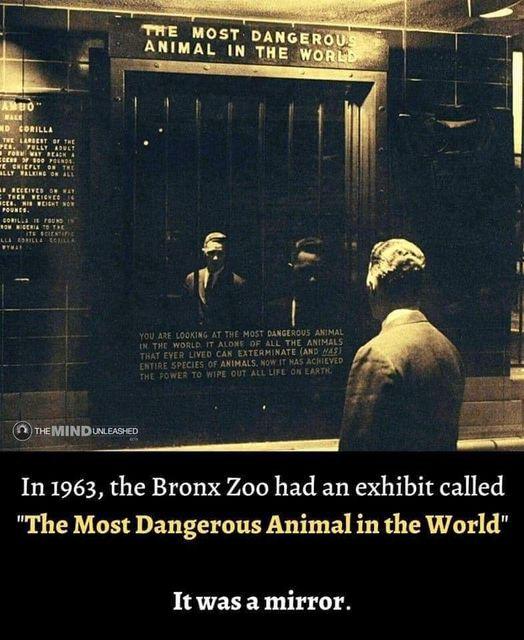 E ANIM MOST b AL Tn THE B 8 PR e In 1963 the Bronx Zoo had an exhibit called The Most Dangerous Animal in the World J3VETES 0N