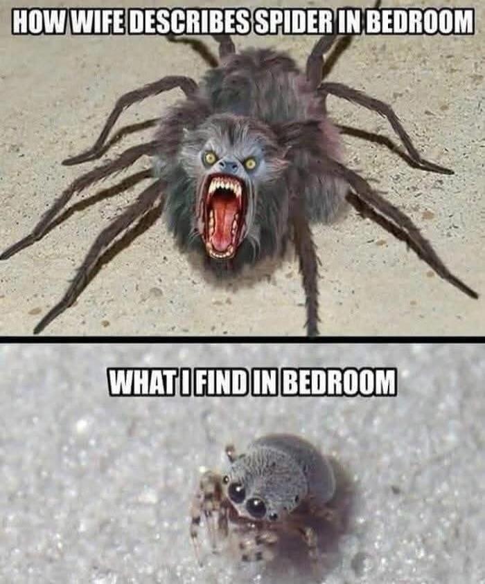 HOW WIFE DESCRIBES SPIDER IN BEDROOM. WHAT I FIND IN BEDROOM