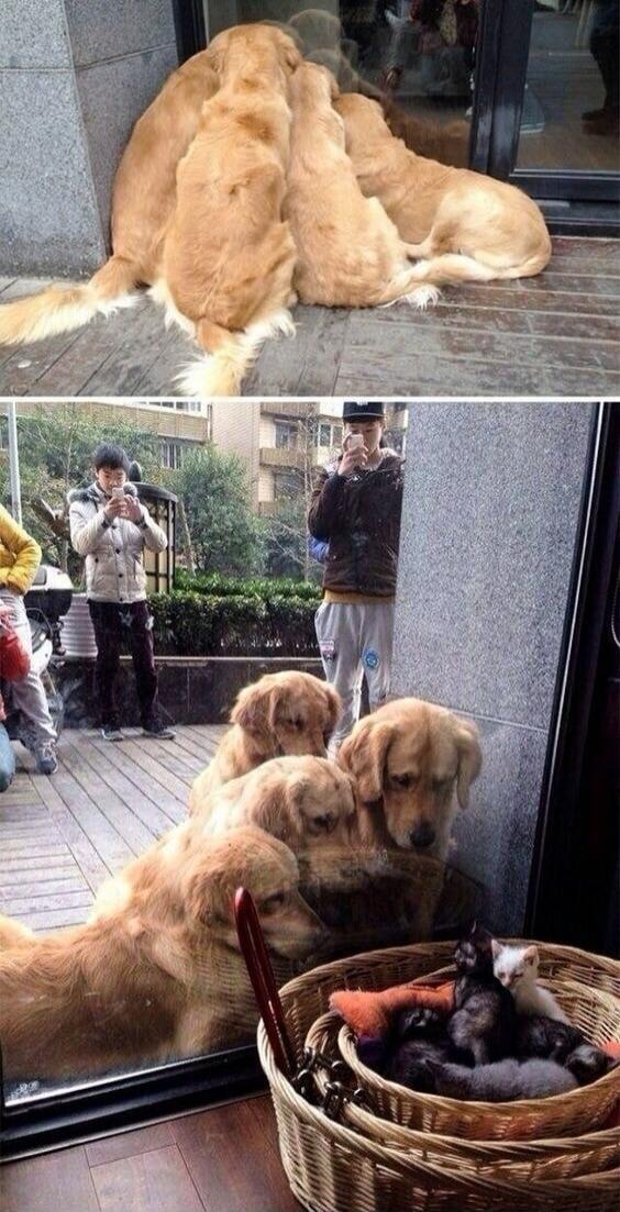 Three golden retrievers are looking intently through a glass window at a basket full of small kittens. Two people are visible in the reflection, taking pictures of the scene with their phones.