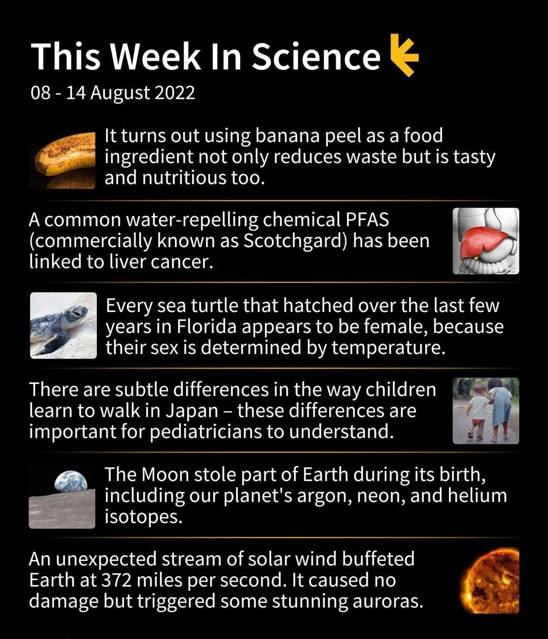 This Week In Science 08 14 August 2022 ingredient not only reduces waste but s tasty It turns out using banana peel as a food and nutritious too Acommon water repelling chemical PFAS commercially known as Scotchgard has been linked to liver cancer Every sea turtle that hatched over the last few years in Florida appears to be female because l their sex is determined by temperature There are subtle 