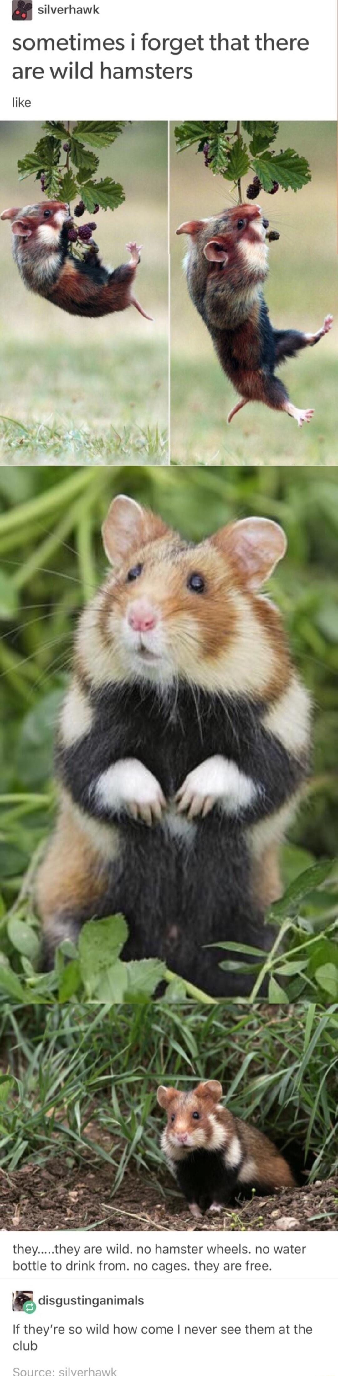 silverhawk sometimes i forget that there are wild hamsters theythey are wild no ha no water bottle to drink from no cag e free f disgustinganimals If they vild h elne them at the club