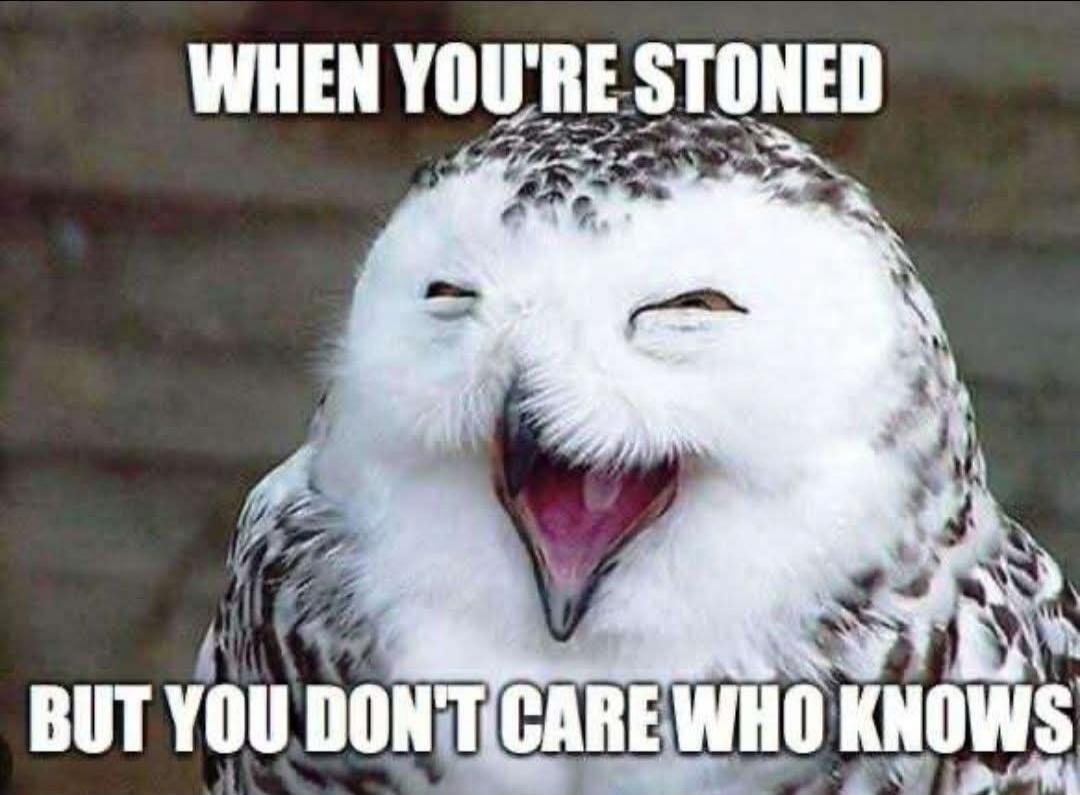 WHEN YOU'RE STONED BUT YOU DON'T CARE WHO KNOWS