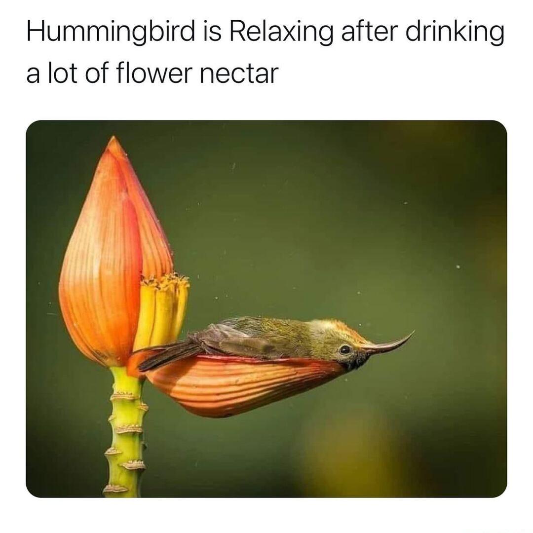 Hummingbird is Relaxing after drinking a lot of flower nectar