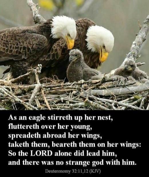 As an eagle stirreth up her nest, fluttereth over her young, spreadeth abroad her wings, taketh them, beareth them on her wings: So the LORD alone did lead him, and there was no strange god with him. Deuteronomy 32:11,12 (KJV)