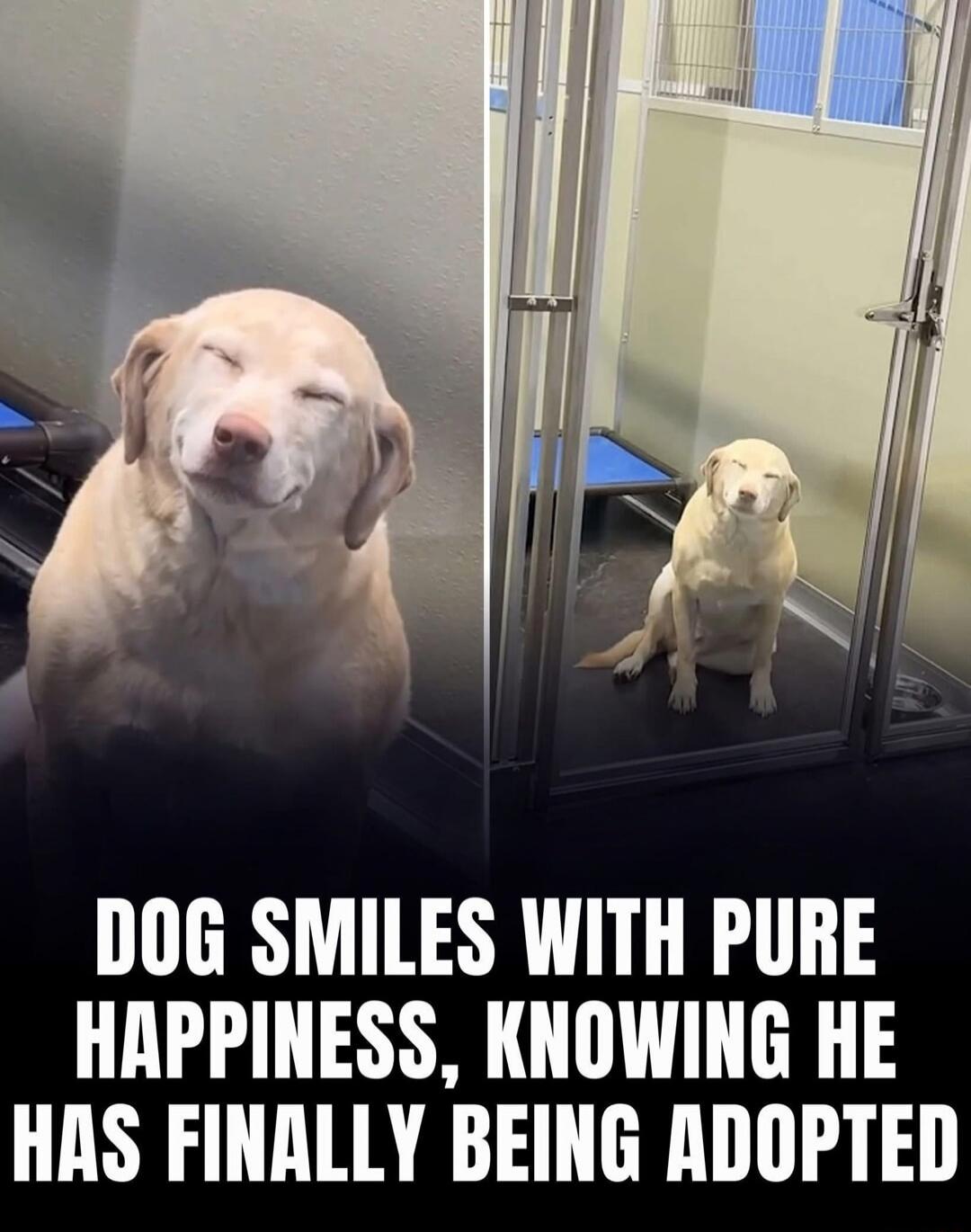 DOG SMILES WITH PURE HAPPINESS, KNOWING HE HAS FINALLY BEING ADOPTED