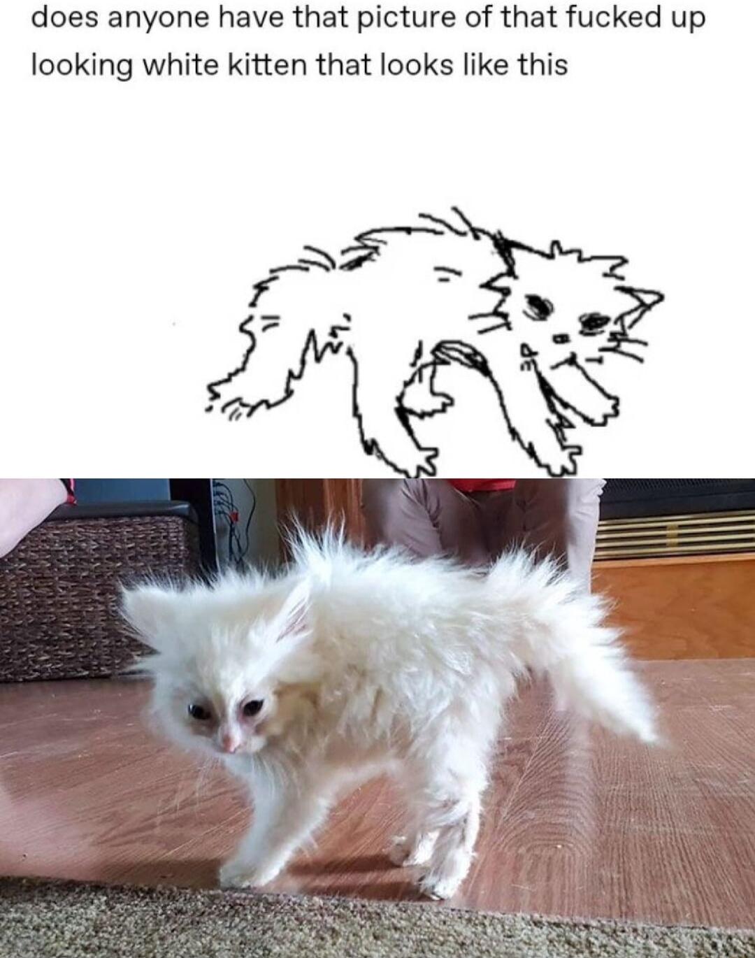 does anyone have that picture of that fucked up looking white kitten that looks like this