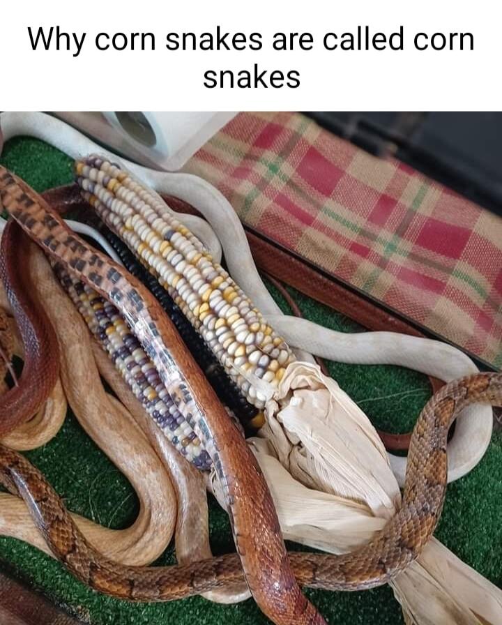 Why corn snakes are called corn