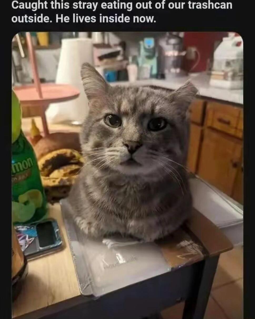 Caught this stray eating out of our trashcan outside He lives inside now
