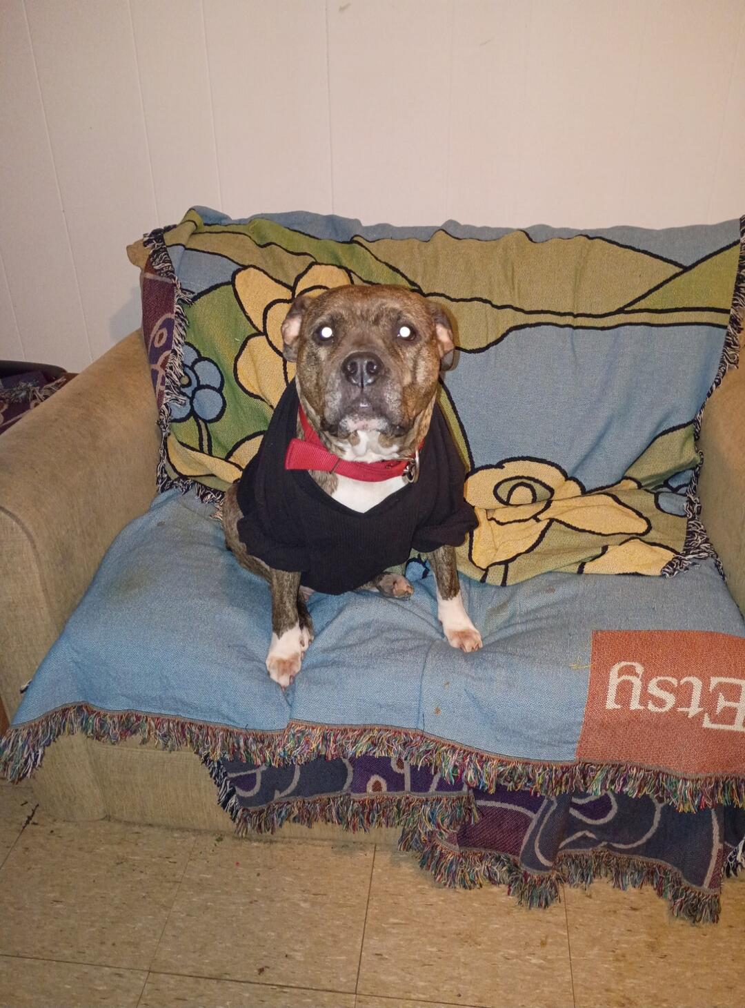 A dog wearing a black sweater and red bow tie sitting on a blue couch with a floral blanket.