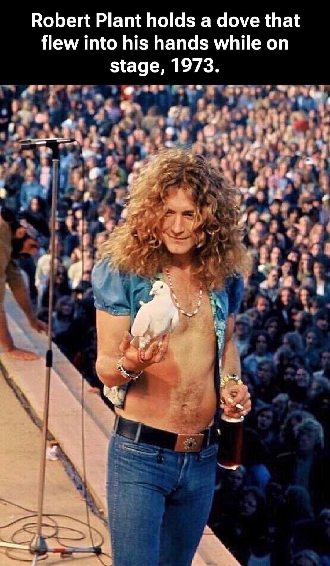 Robert Plant holds a dove that flew into his hands while on stage, 1973.