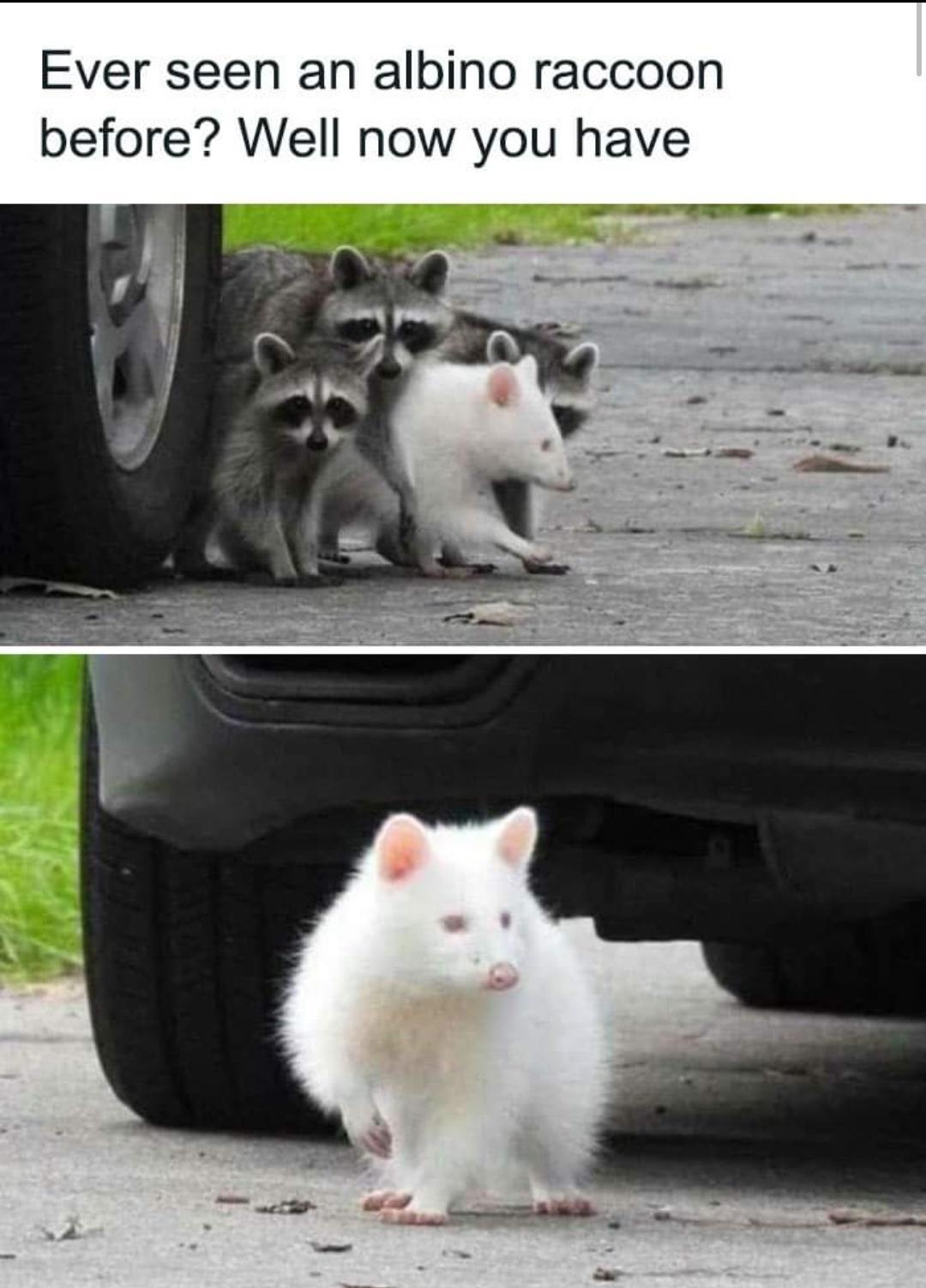 Ever seen an albino raccoon before Well now you have