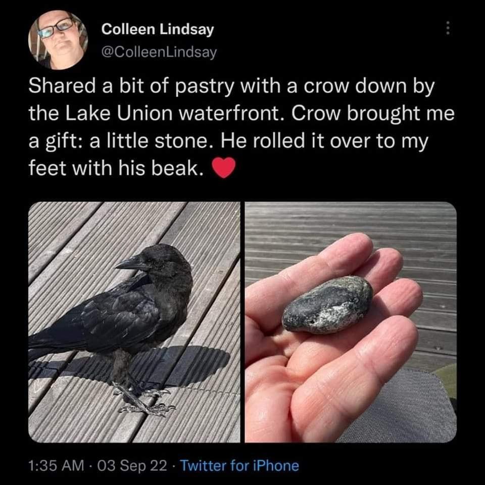 Colleen Lindsay ColleenLindsay Shared a bit of pastry with a crow down by the Lake Union waterfront Crow brought me a gift a little stone He rolled it over to my feet with his beak 135 AM 03 Sep 22 Twitter for iPhone