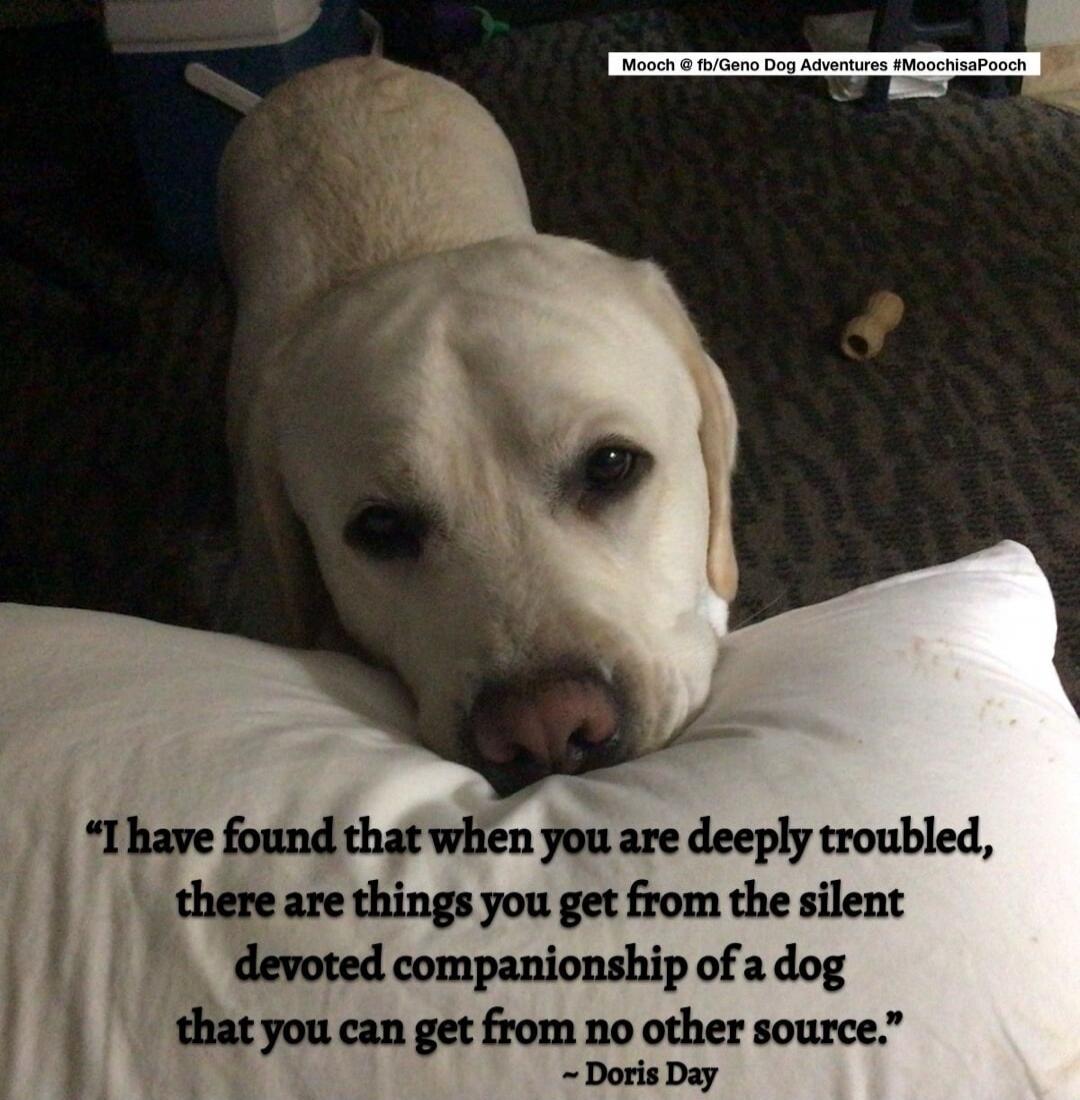 Mooch @ fb/Geno Dog Adventures #MoochisaPooch. I have found that when you are deeply troubled, there are things you get from the silent devoted companionship of a dog that you can get from no other source. ~ Doris Day